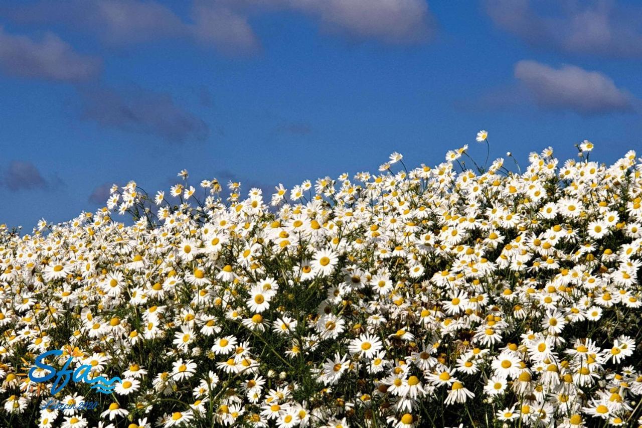 Daisy - Sunny Flowers Apartments Лукенцин Екстер'єр фото